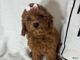 Mini Goldendoodle dogs Ginger - Ad 35