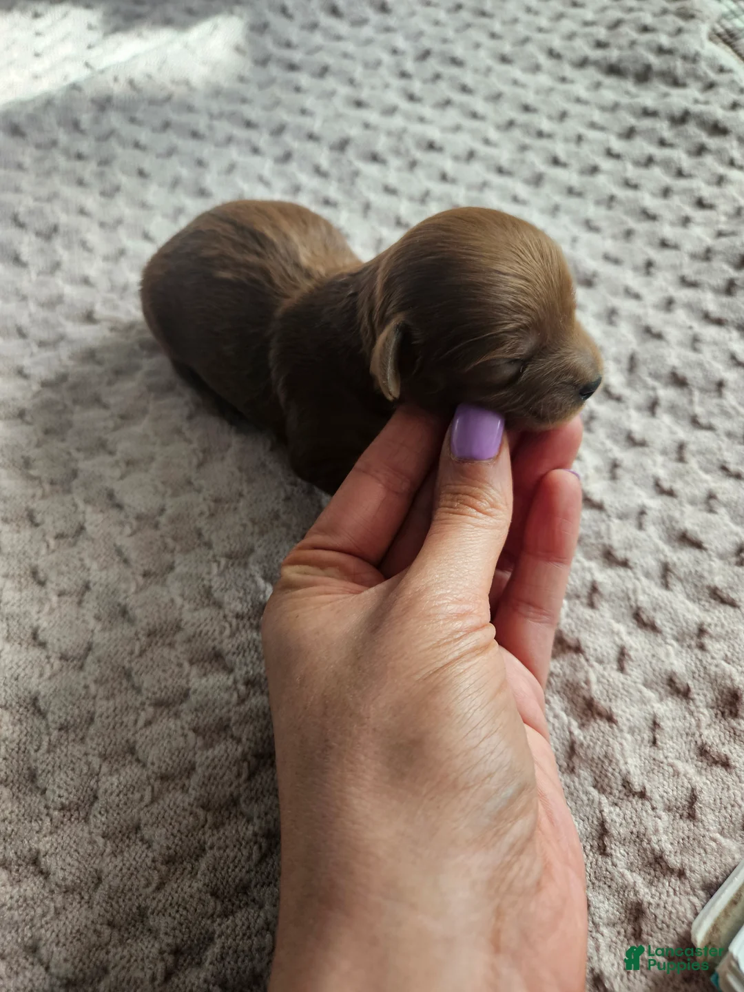 Cavapoo dogs for sale: Cheif - Ad 2