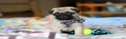 Pug dogs for sale: Poppy  - Ad 9