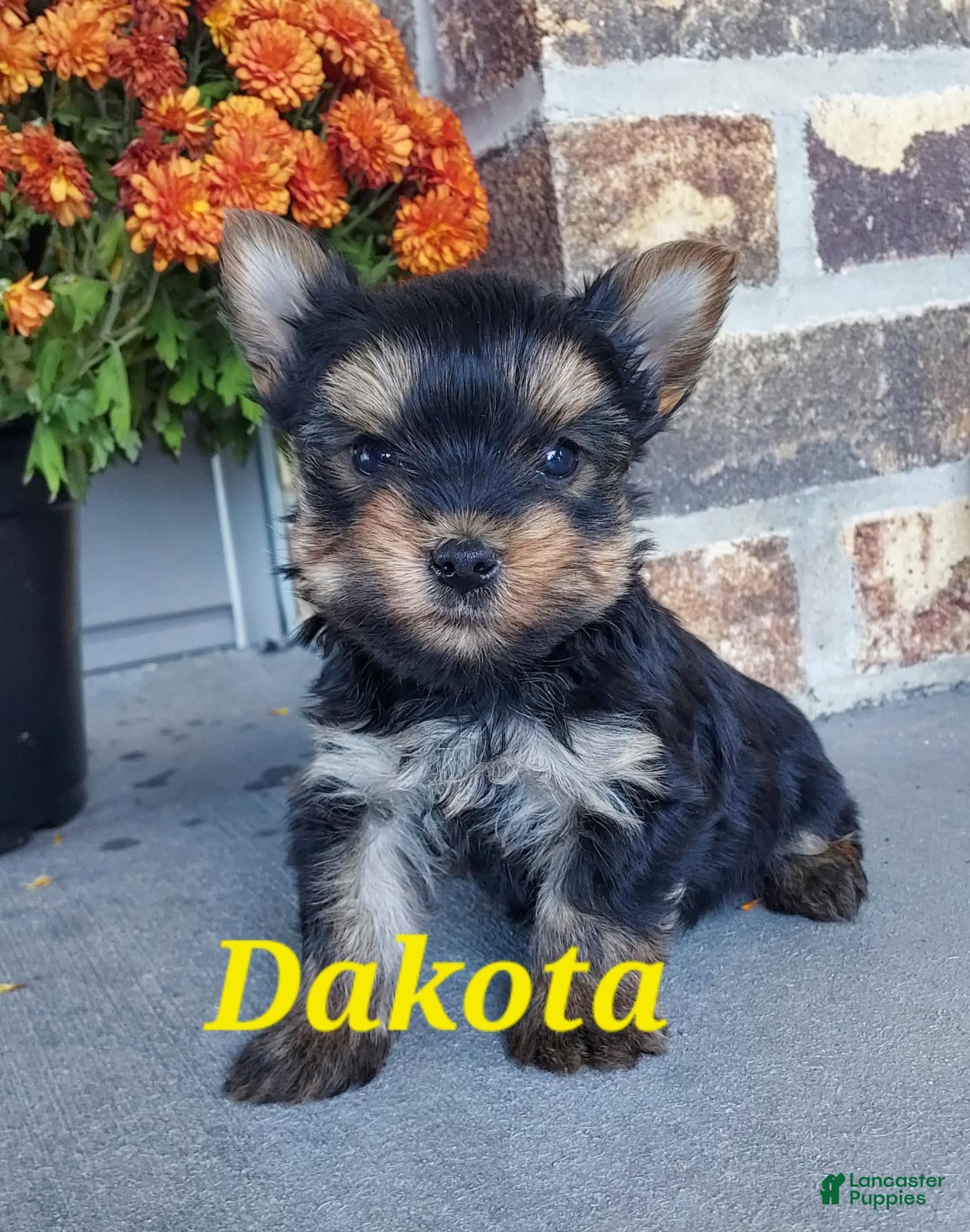 Yorkshire Terrier dogs for sale: Dakota - Ad 1