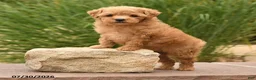Toy Poodle dogs for sale: Tiny Maple - Ad 4