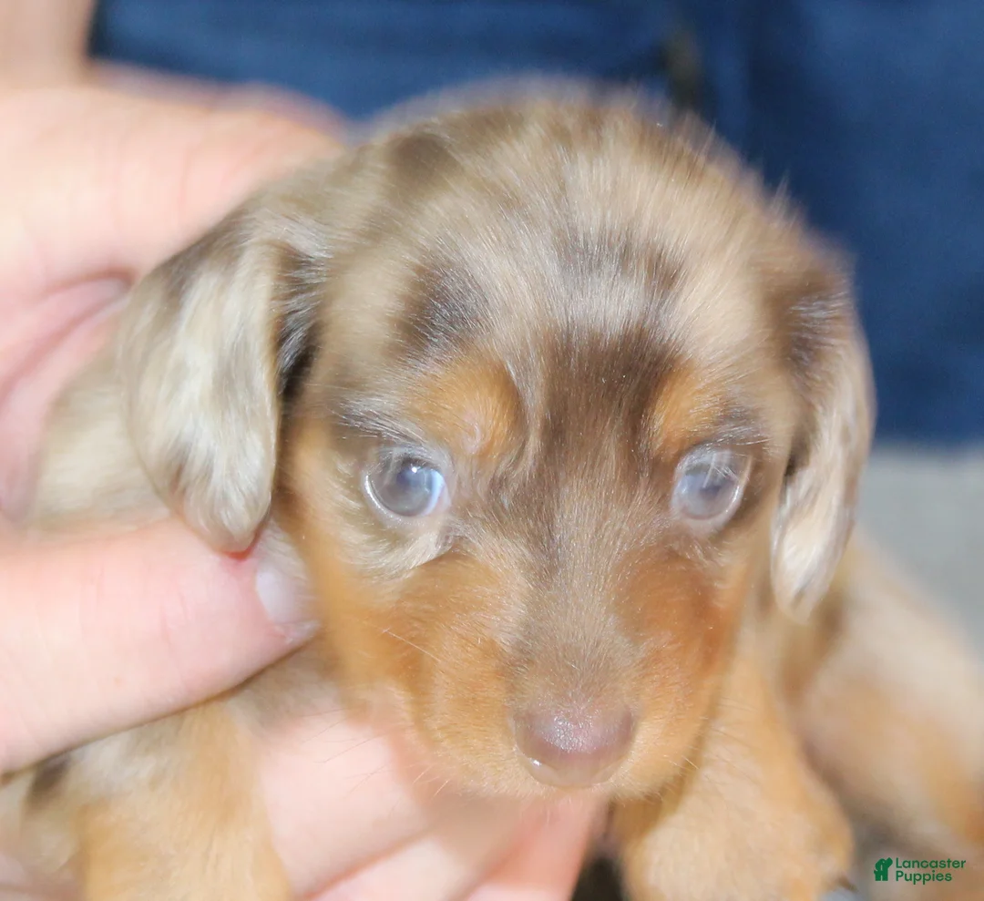 Miniature Dachshund dogs for sale: Malibu - Ad 2