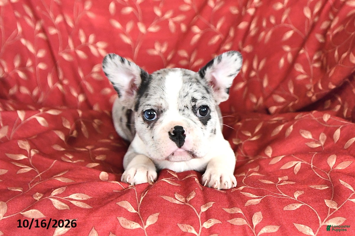 Frenchton dogs Ashley - Ad 2