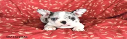 Frenchton dogs for sale: Ashley - Ad 2