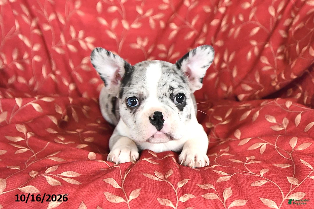 Frenchton dogs for sale: Ashley - Ad 2