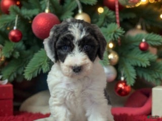 Sheepadoodle dogs Princess - Ad 3