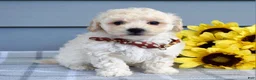 Bichpoo dogs for sale: Scotty - Ad 2