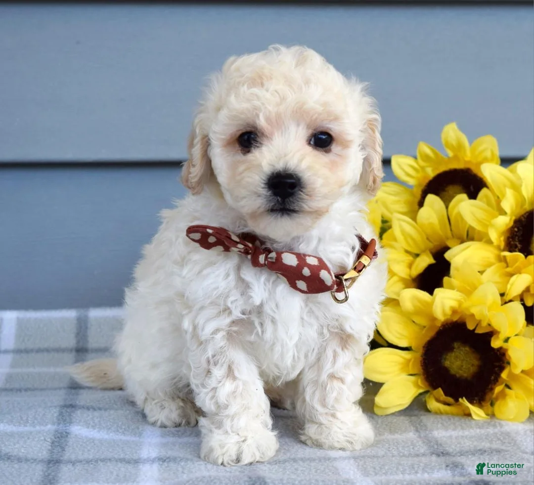 Bichpoo dogs for sale: Scotty - Ad 2