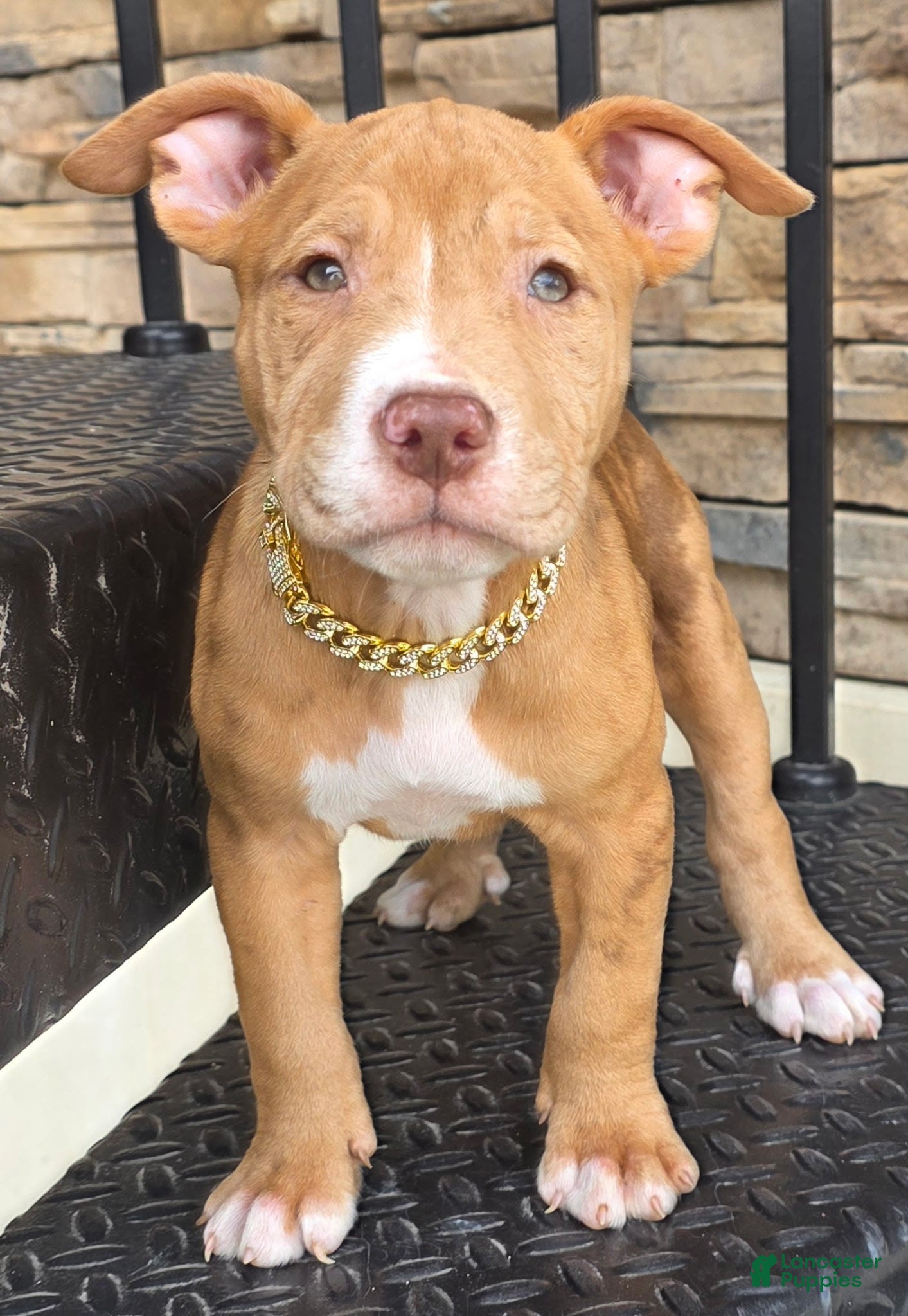 American Pit Bull Terrier dogs Zya - Ad 1