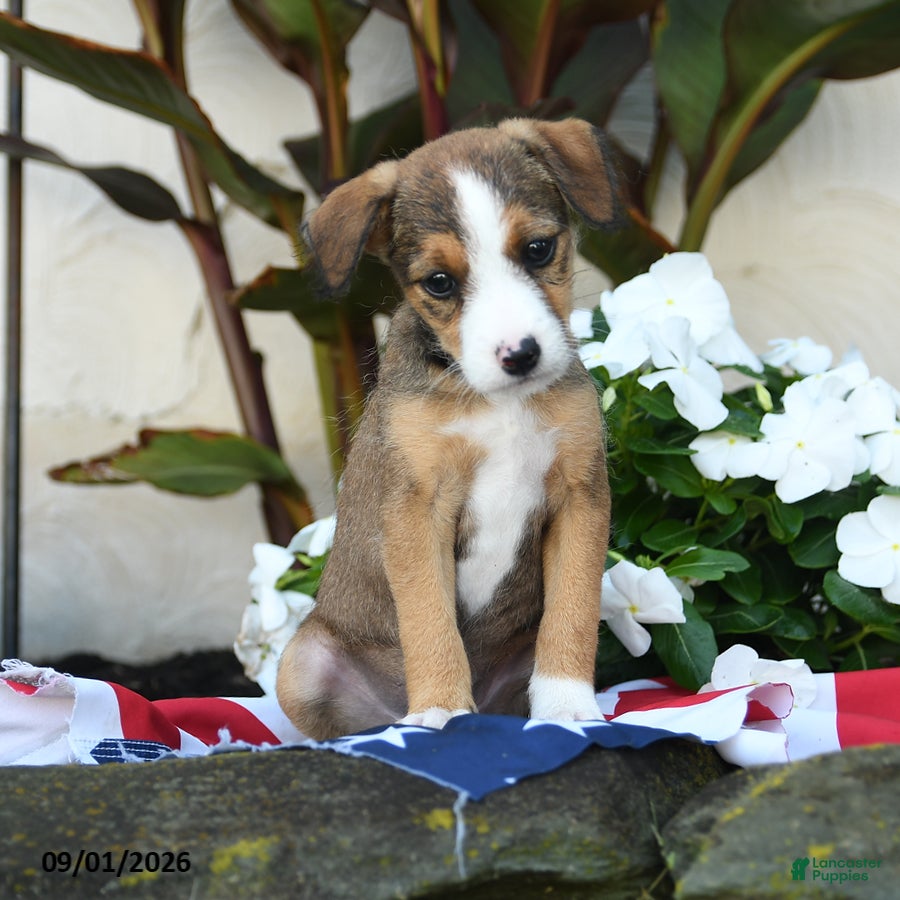 Mixed Breed dogs Bernie - Ad 2