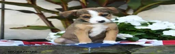 Mixed Breed dogs for sale: Bernie - Ad 2