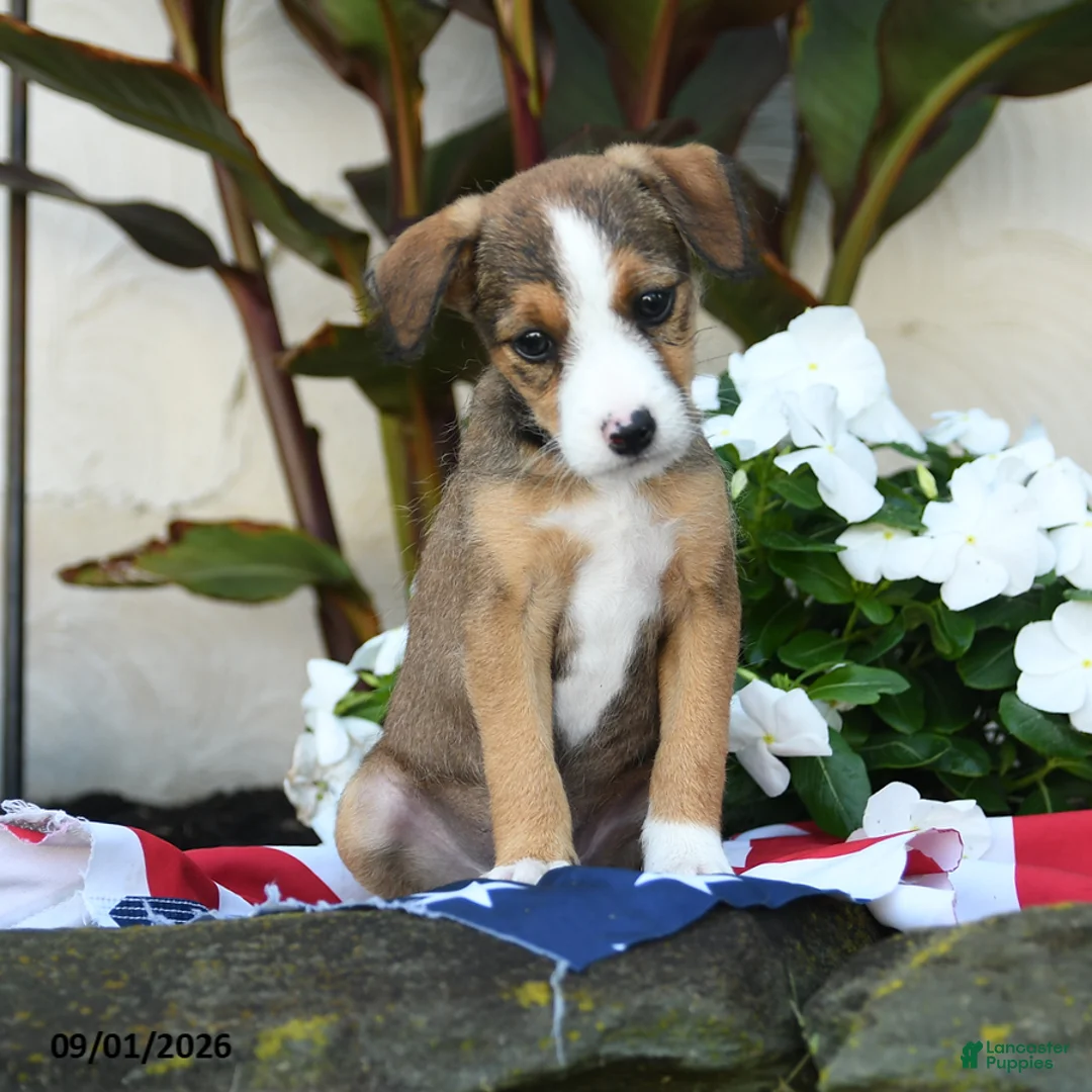 Mixed Breed dogs for sale: Bernie - Ad 2