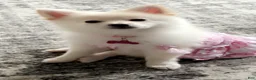 Pomeranian dogs for sale: Coco - Ad 3