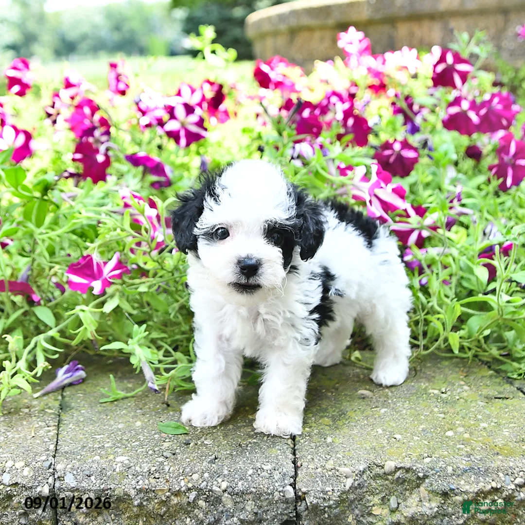 Toy Poodle dogs for sale: Marshall    EXTRA SMALL - Ad 2