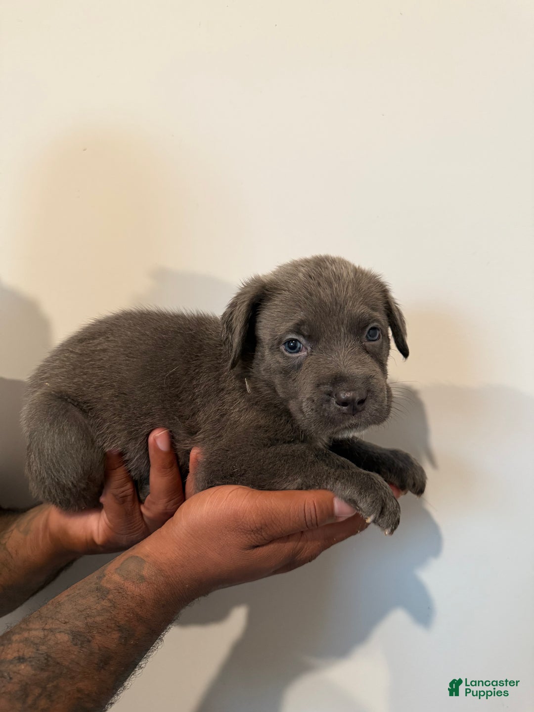 Cane Corso dogs for sale: Thanos - Ad 6