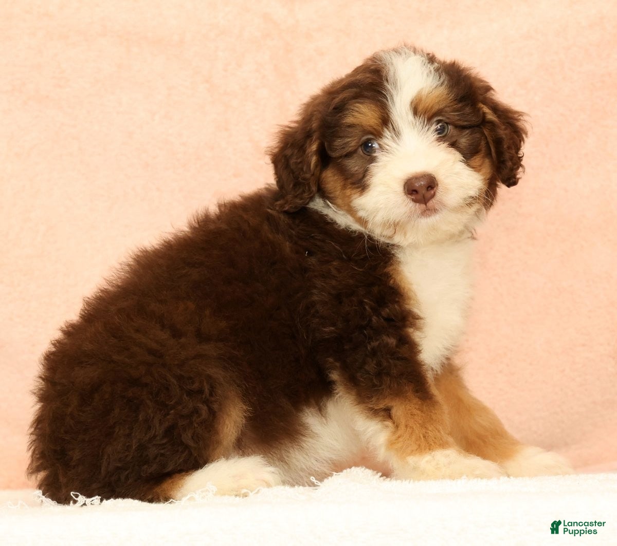 Mini Aussiedoodle dogs Levi - Ad 2