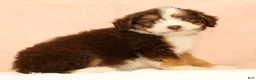 Mini Aussiedoodle dogs for sale: Levi - Ad 2