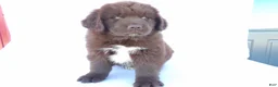 Newfoundland dogs for sale: Duke - Ad 5