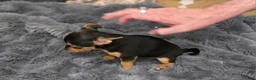 Chorkie dogs for sale: Blackie - Ad 7