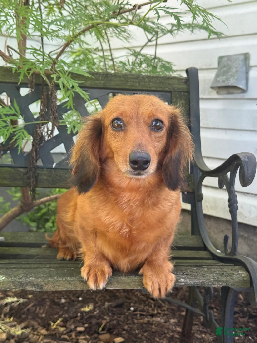 Miniature Dachshund dogs for sale: Bobby - Ad 12