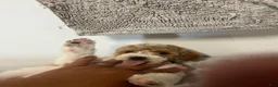 Cavapoo dogs for sale: John - Ad 3