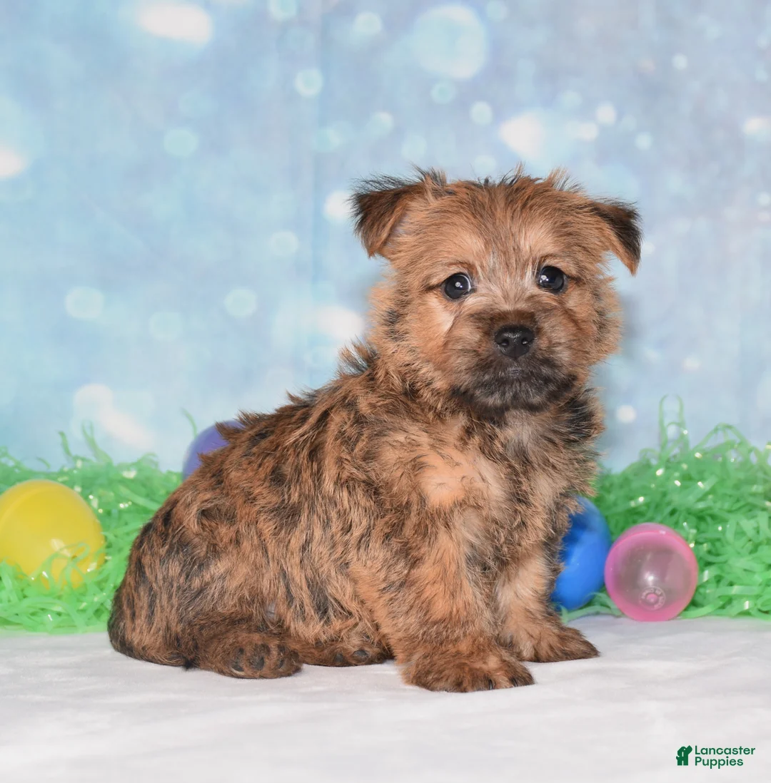 Cairn Terrier dogs for sale: Elliot - Ad 2