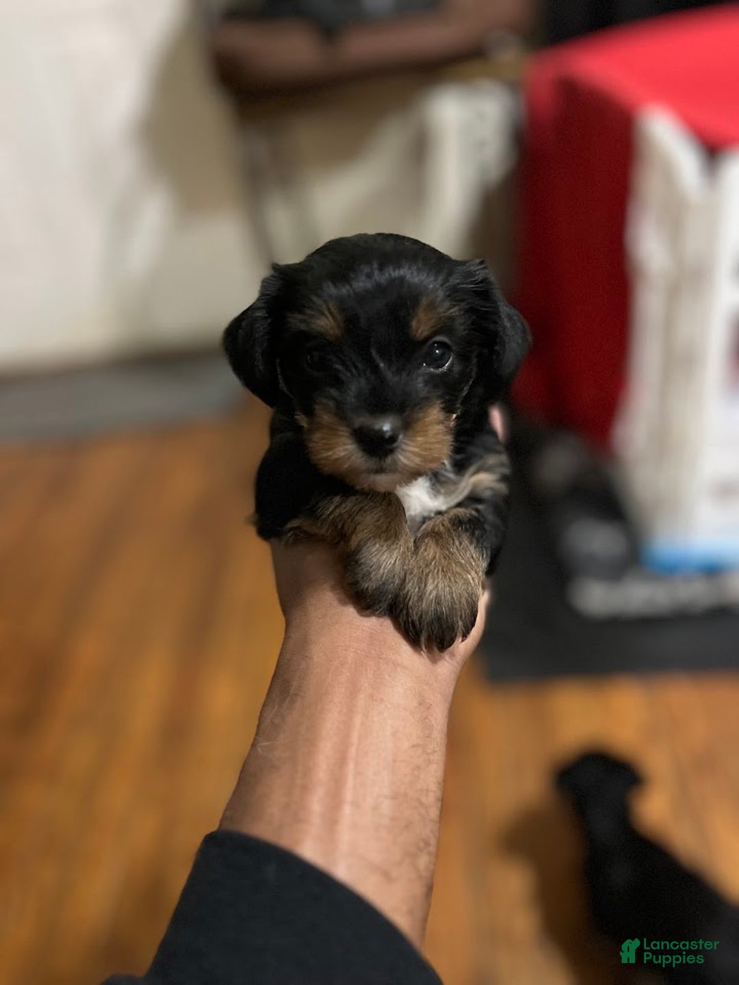 Yorkiepoo dogs for sale: Yorkiepoo Puppy 1 (Cinco) - Ad 1
