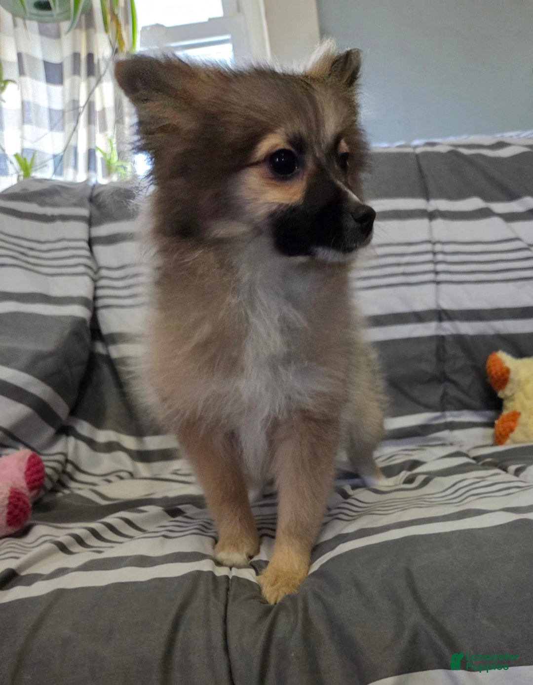 Pomeranian dogs for sale: Nancy - Ad 3