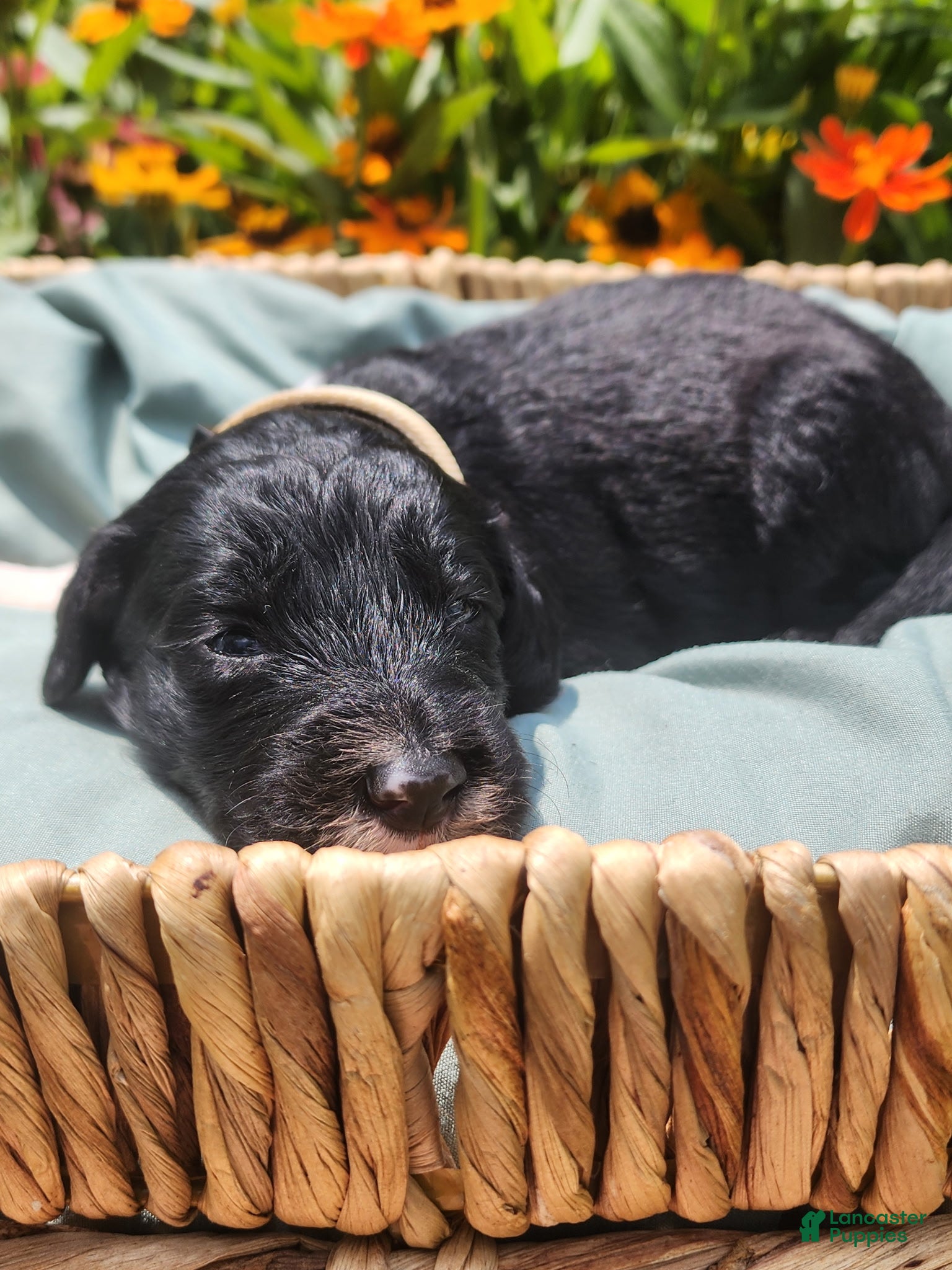 Mixed Breed dogs Rover - Ad 34