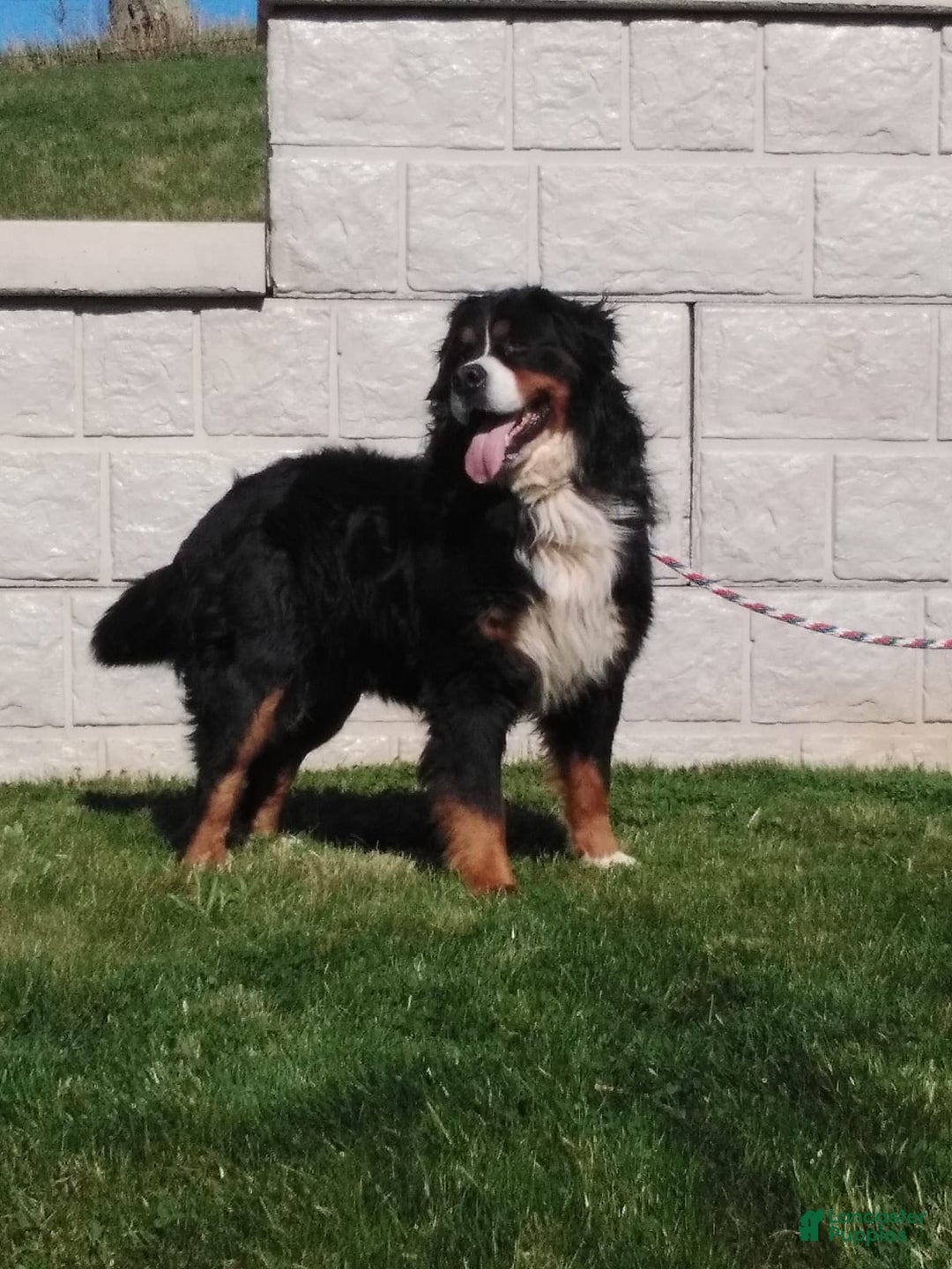 Baltic Bernedoodles