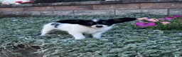 Papillon dogs for sale: Rachel - Ad 4