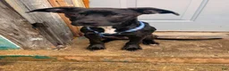 Mixed Breed dogs for sale: Mixed Breed Puppy 1 - Ad 4