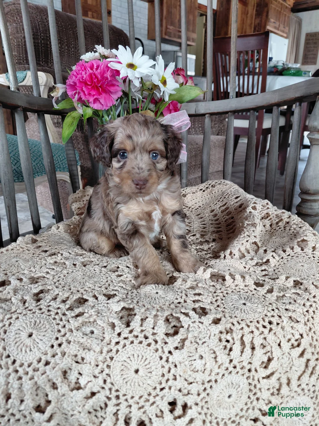 Mini Aussiedoodle dogs for sale: Marble  - Ad 1