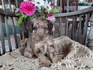 Mini Aussiedoodle dogs for sale: Marble - Ad 3