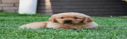 Golden Retriever dogs for sale: Annabella - Ad 3