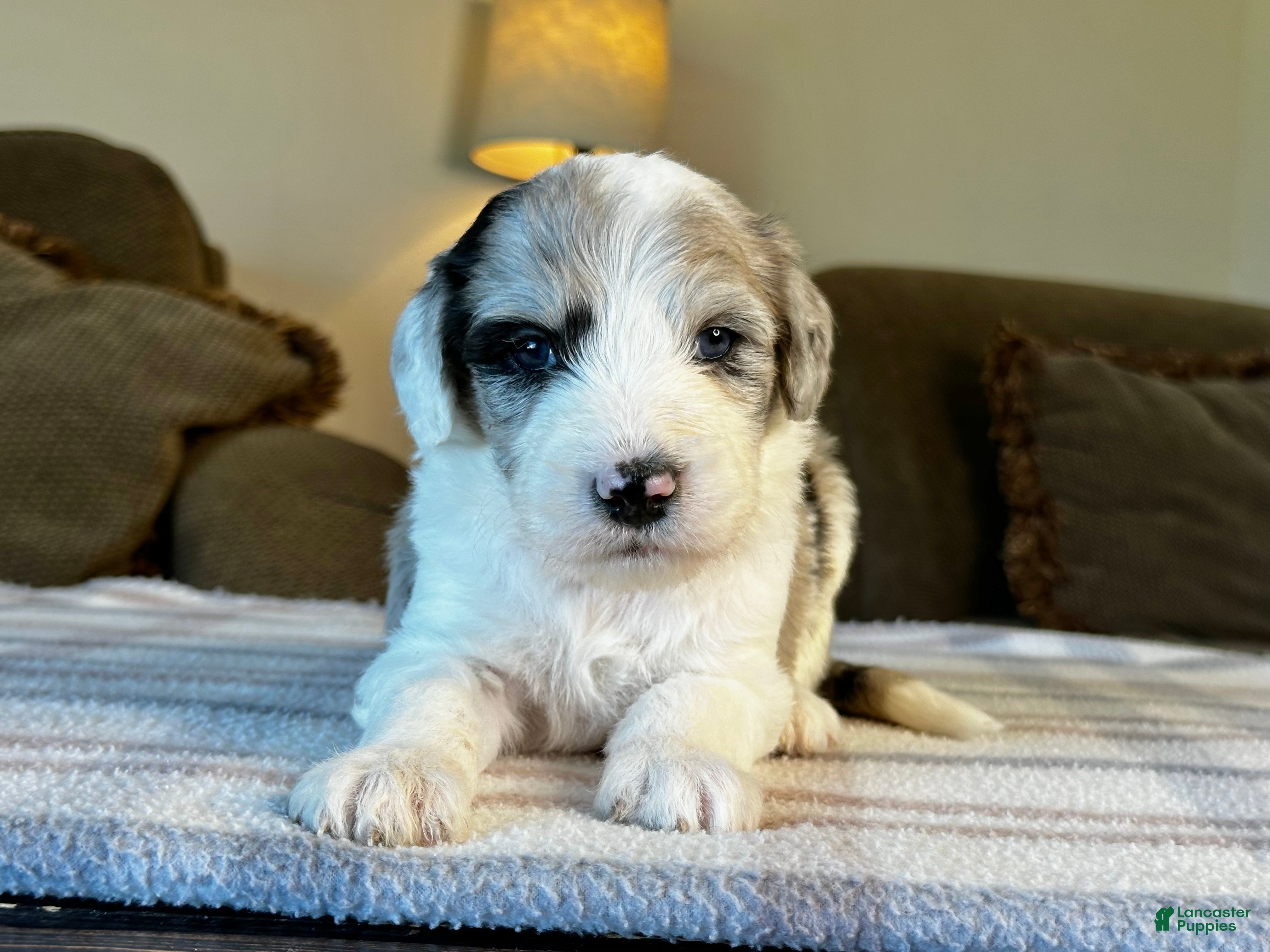 Sheepadoodle dogs Merle Male 2 - Ad 1