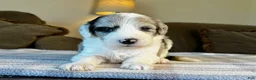 Sheepadoodle dogs for sale: Merle Male 2 - Ad 4
