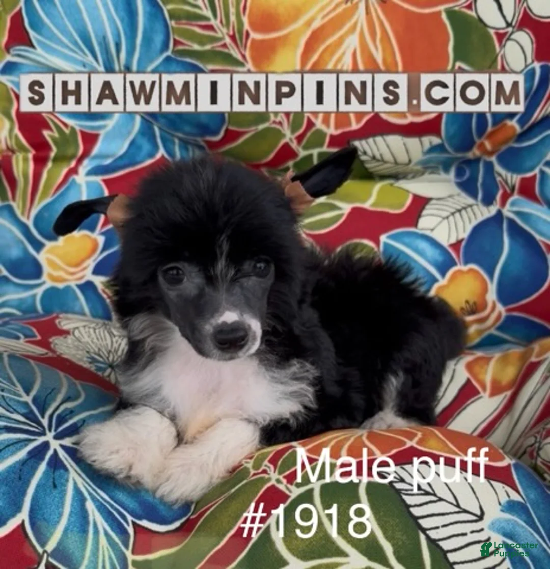 Chinese Crested dogs for sale: Male puff-2 - Ad 1
