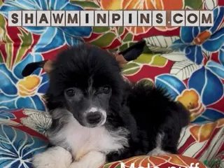 Chinese Crested dogs Male puff-2 - Ad 6