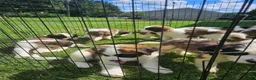 Saint Bernard dogs for sale: Saint Bernard 13 - Ad 7