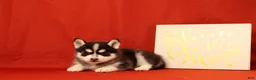 Pomsky dogs for sale: Zeke - Ad 1