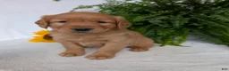 Golden Retriever dogs for sale: Dug  - Ad 14