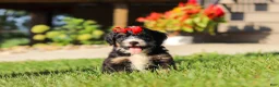 Mini Bernedoodle dogs for sale: Moonstone - Ad 5
