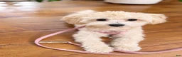 Maltipoo dogs for sale: Toffee - Ad 5