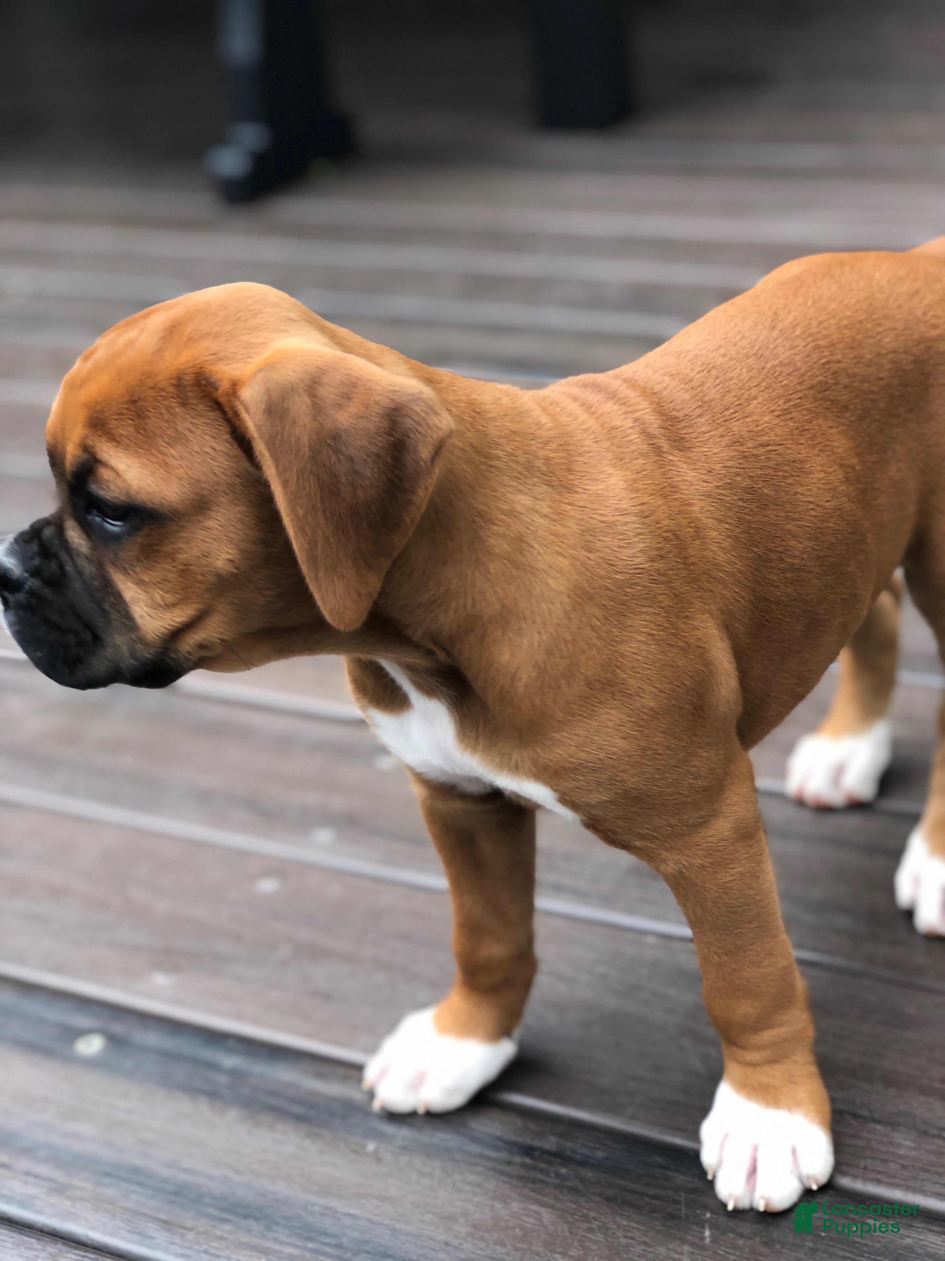 Boxer dogs Addy - Ad 2