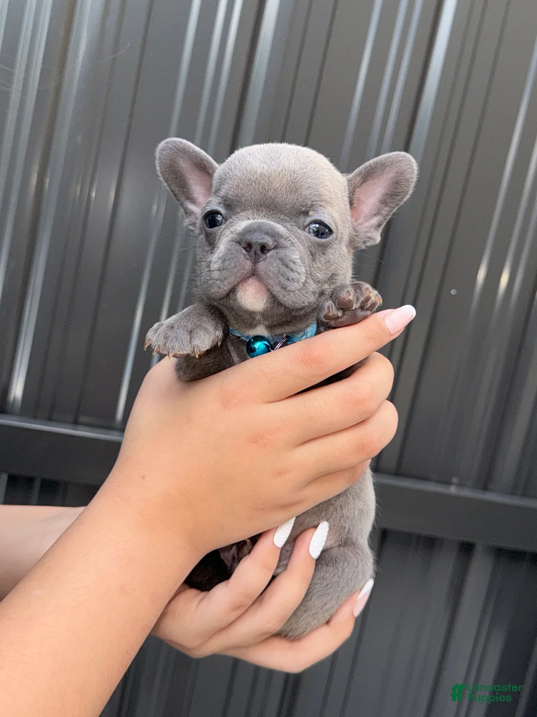 French Bulldog dogs for sale: Zephyr - Ad 4