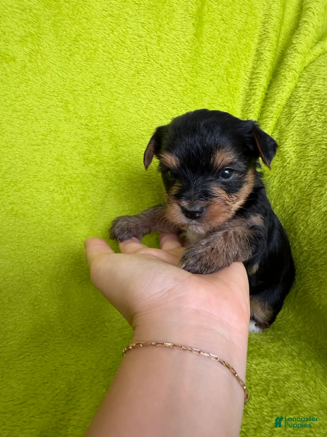 Yorkshire Terrier dogs for sale: Mochi 💚 - Ad 2