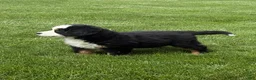 Bernese Mountain Dog dogs for sale: Tulip - Ad 7