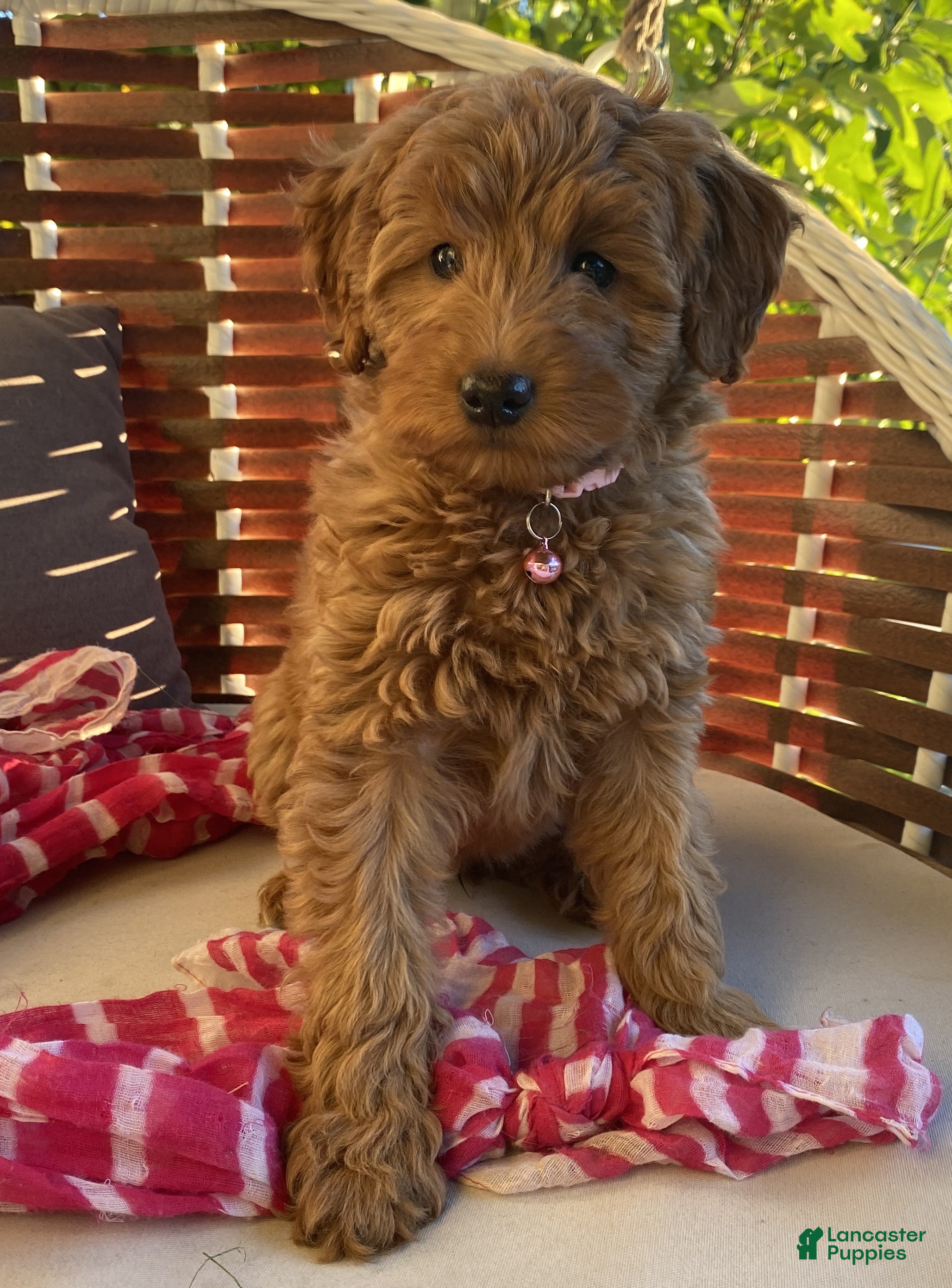Miniature Labradoodle dogs Rose - Ad 1
