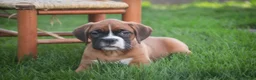 Boxer dogs for sale: Dahlia - Ad 8
